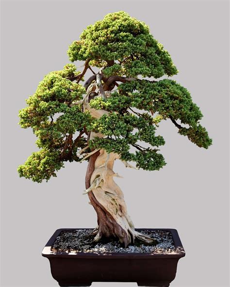 bonsai 意思